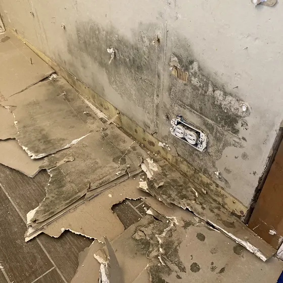 Mold at the base of a wall, Greater Seattle