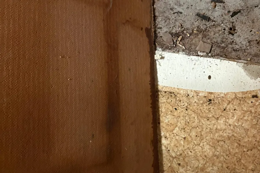 Mold remediation