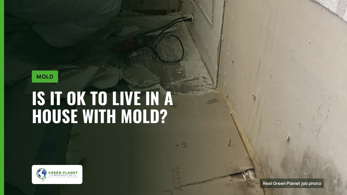 Is It OK to Live in a House With Mold? | Green Planet Restoration