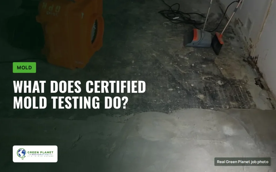 What Does Certified Mold Testing Do?