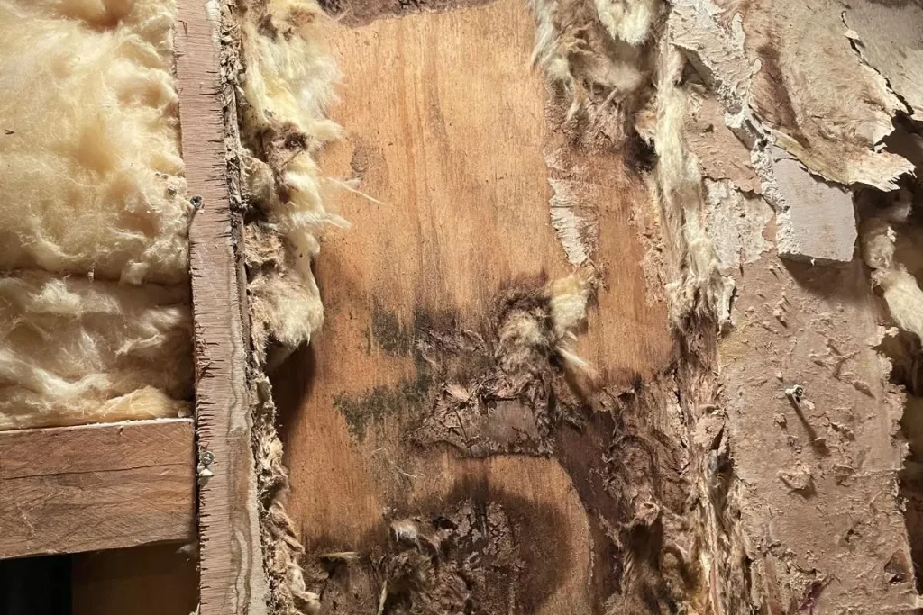 Moldy drywall and insulation during removal